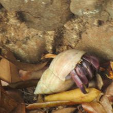 あらゆるところでがさごさと