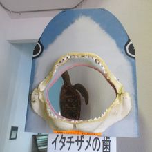 イタチザメの歯