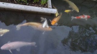 ちょっと、濁ってました