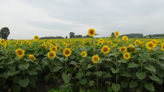 ラベンダーや芝桜より見応えがあります。