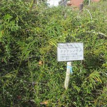 タチテンノウメ