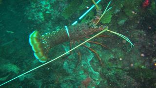 イセエビハンティング