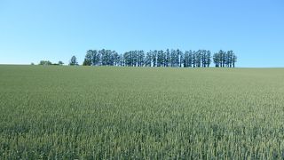 マイルドセブンのＣＭが撮影された防風林