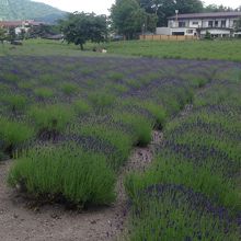 河口湖のラベンダー