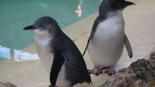 野生のペンギンは見れず