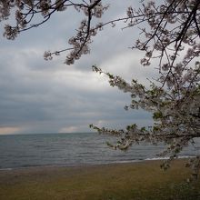 琵琶湖と桜