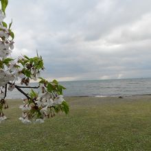 琵琶湖と桜