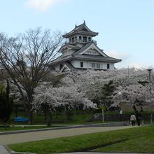 長浜城と桜