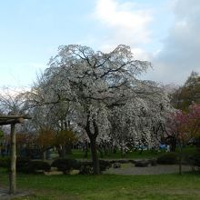 日本庭園には枝垂れ桜もありました
