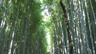 嵯峨野の代名詞。