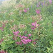 白馬五竜高山植物園の先