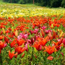 山麓ゆり園