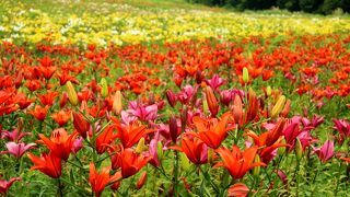 ゲレンデを利用したゆり園