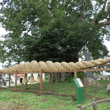 日本一の欅　「東根の大ケヤキ」