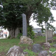 「天然記念物大欅」の石碑