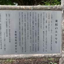 「東根の大ケヤキ」の解説です。