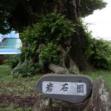 この太い幹廻り、日本一。