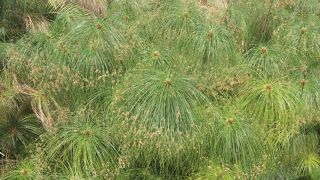 はじめてパピルス見ました。