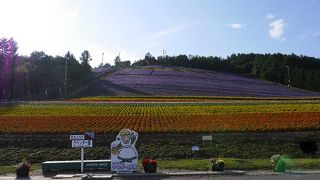 スキー場の斜面に見ごたえのある花畑