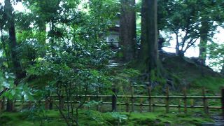 本当にサザエのよう