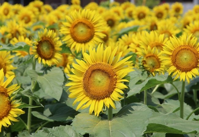 2021年8月（ひまわり畑と夏の空）