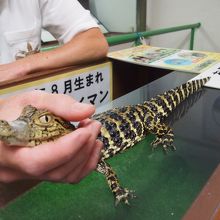 ワニッコまつりの期間中のみ、子ワニを触る事が出来ます