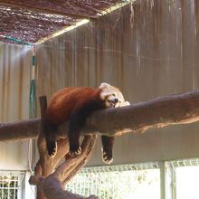 暑くてノビてたレッサーパンダ