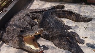 バナナワニ園ですが、レッサーパンダがたくさんいます。　夏休みには子ワニを触れる体験も♪