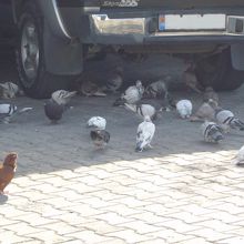 いっぱいいた鳩