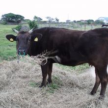 これが本物の黒島の牛(笑）！