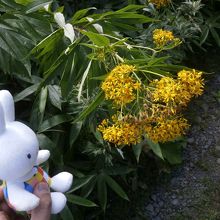 高山植物も見れます。