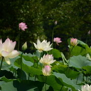 花ハス好きには、最高。