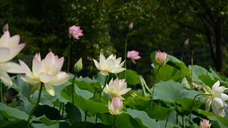 花ハス好きには、最高。