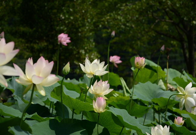 花ハス好きには、最高。