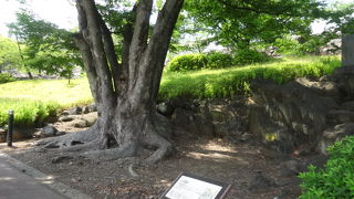 一見して庭園のよう