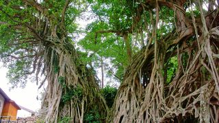 大きなガジュマル！