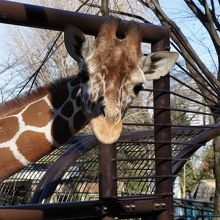 キリンのソラ君。両親は数年前に他界してしまいました…