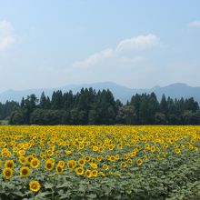 見渡す限りのヒマワリ