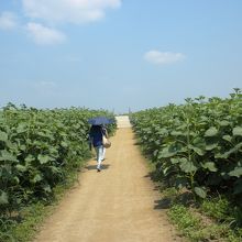 開花前のエリアの青々しさ