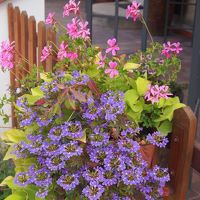 ペンション前の花
