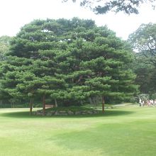青瓦台観覧ツアー