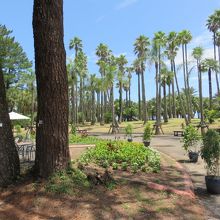 青島亜熱帯植物園