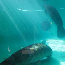 マナティは、動かず漂っている感じでした。