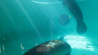 マナティは動きが少なく、少し期待外れ。