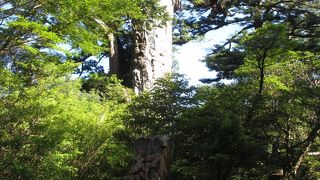 車で行ける屋久杉