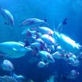 「しながわ水族館」：トンネル水槽で魚の群泳をたのしむ