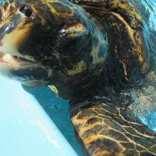 勢いのあるカメが顔を出した