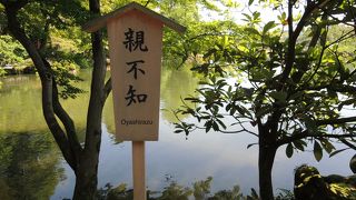 兼六園の親不知