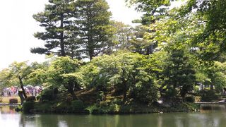 木々が育ちすぎてしまって・・・