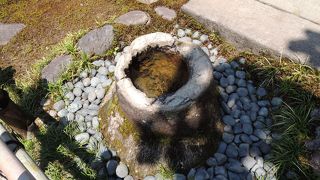 何とヤシの化石